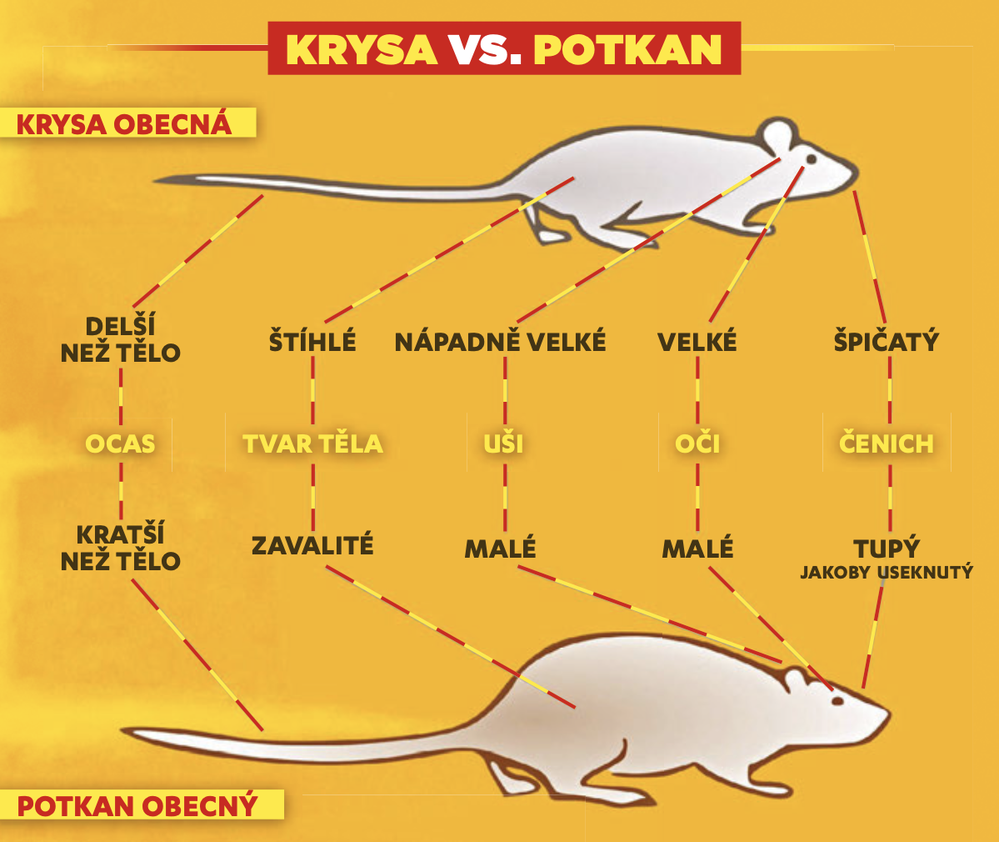 Krysa versus potkan: Srovnání hlodavců