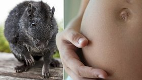 Zděšení v porodnici: Po chodbě se procházela krysa, jen pár metrů od novorozeňat