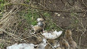 Známý lapač škůdců se pyšní obřím počtem zabitých krys. Za svou kariéru jich usmrtil přes 50 000 tisíc.