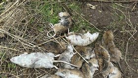 Známý lapač škůdců se pyšní obřím počtem zabitých krys. Za svou kariéru jich usmrtil přes 50 000 tisíc.