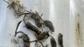 Známý lapač škůdců se pyšní obřím počtem zabitých krys. Za svou kariéru jich usmrtil přes 50 000 tisíc.
