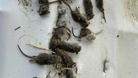 Známý lapač škůdců se pyšní obřím počtem zabitých krys. Za svou kariéru jich usmrtil přes 50 000 tisíc.