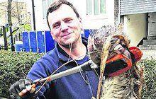 Chlapík v Londýně chytil gigantickou krysu: Tahle bestie váží 11 kg a měří 1,2 metru!