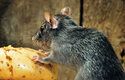 Krysy vyhledávají suchá a teplá místa, udržely se hlavně na venkově v dřevěných sýpkách a stodolách