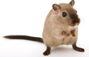 Jedněmi z prvních námořních cestovatelů byly krysy, které mají svůj domov v tropických oblastech Asie