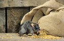 Krysy se od potkanů liší i barvou – bývají tmavší, často téměř černé