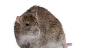 Krysy a potkani jsou velmi inteligentní a čistotná zvířata.
