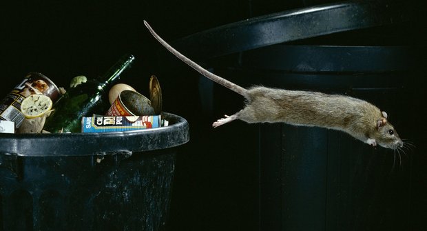 Krysa vs. potkan: Černí pasažéři dobývají svět