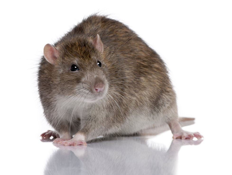 Vědcům se podařilo vytvořit myší spermii a oplodnit vajíčka.