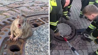 Příliš mnoho „winterspecku“. Tlustá krysa se zasekla ve víku od kanálu. Zachraňovali ji hasiči 