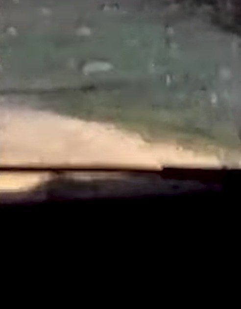 Na záběrech z kamer vozidel je vidět, jak krysy běhají po silnicích.