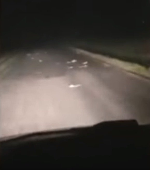 Na záběrech z kamer vozidel je vidět, jak krysy běhají po silnicích