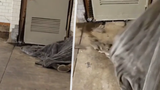 Video zachycuje skutečného Krysaře: Bezdomovci zpod peřiny vyběhly desítky krys!