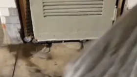 Virální video ukazuje více než dvacet krys, které zpod podezřele vypadající deky zběsile prchají z nástupiště metra pryč do tunelu.