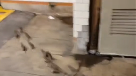 Virální video ukazuje více než dvacet krys, které zpod podezřele vypadající deky zběsile prchají z nástupiště metra pryč do tunelu.