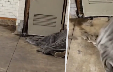 Video zachycuje skutečného Krysaře: Bezdomovci zpod peřiny vyběhly desítky krys!