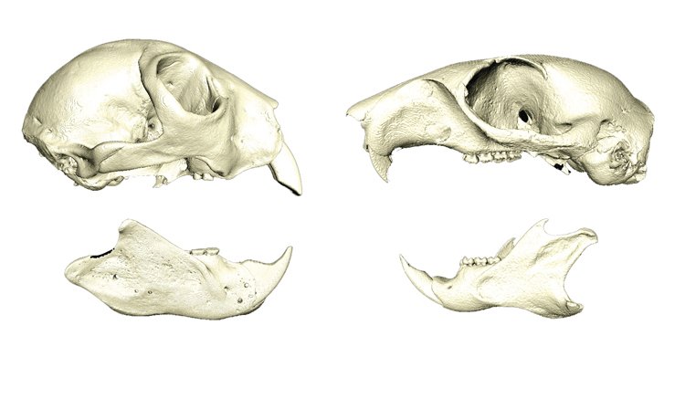 Vlevo: Lebka ksukola. V prodloužených čelistech je dost místa pro upevnění hlodáků. Vpravo: Lebka veverky popelavé. Podobně vypadají lebky a zuby všech hlodavců