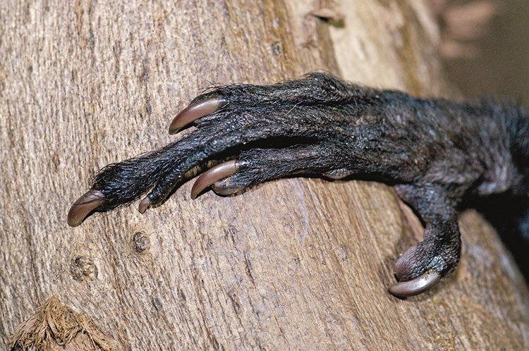 Prodloužený prostřední prst slouží k vytahování larev