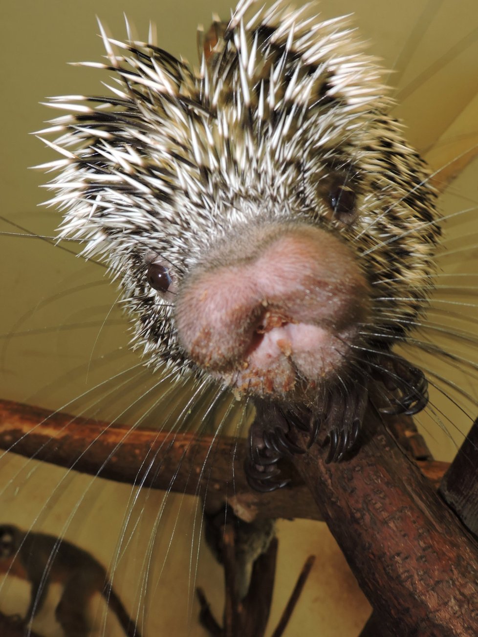 Ostnatý hlodavec kuandu žije i v plzeňské zoo.