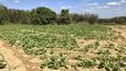 Údolí Viňales, které bylo v roce 1999 vyhlášeno za kubánský národní park a zároveň zapsáno na seznam Světového dědictví UNESCO. Stejně jako v nedalekém Pinar del Rio v něm kubánští farmáři pěstují jeden z nejkvalitnějších tabáků na světě.