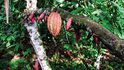 Kakaovník rodí neustále, a tak můžete na jednom stromě vidět plody v různém stadiu zralosti