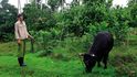 Rolník venčí svého býka, který při orbě půdy nahrazuje nedostupnou mechanizaci