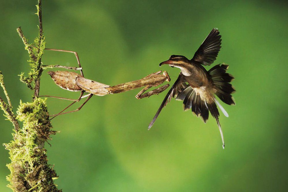 Tropický kolibřík západní (Phaethornis longirostris) unikl smrti o vlásek