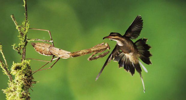 Krutý predátor: Kudlanky na lovu kolibříků