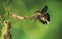 Tropický kolibřík západní (Phaethornis longirostris) unikl smrti o vlásek