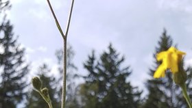 Další důkaz změny klimatu? V Krkonoších se objevila kudlanka nábožná, takhle na severu ještě nikdy popsaná nebyla.