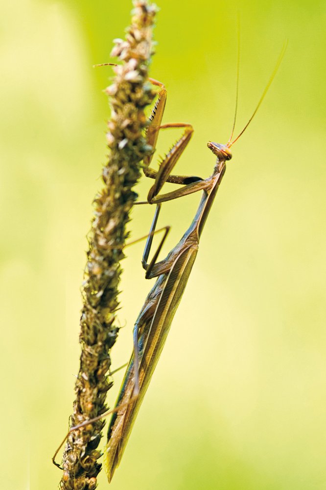 Kudlanka nábožná (Mantis religiosa) je teplomilným druhem stepních lokalit