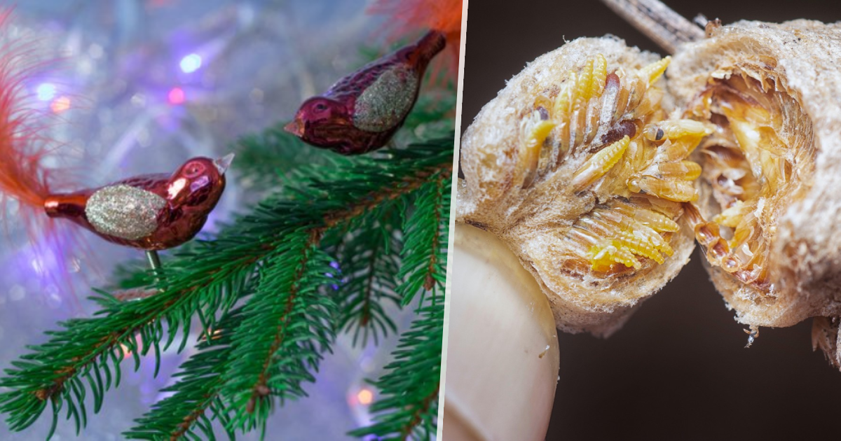 La mantis religiosa pone huevos en los árboles de Navidad: cientos de insectos pueden arruinar la Navidad