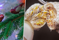 Tenhle dáreček na Vánoce nechcete! Nechtěný vetřelec ukrytý ve stromečku