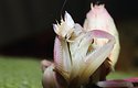 Kudlanka korunková (Hymenopus coronatus) je jedním z nejvíce ceněných druhů na trhu