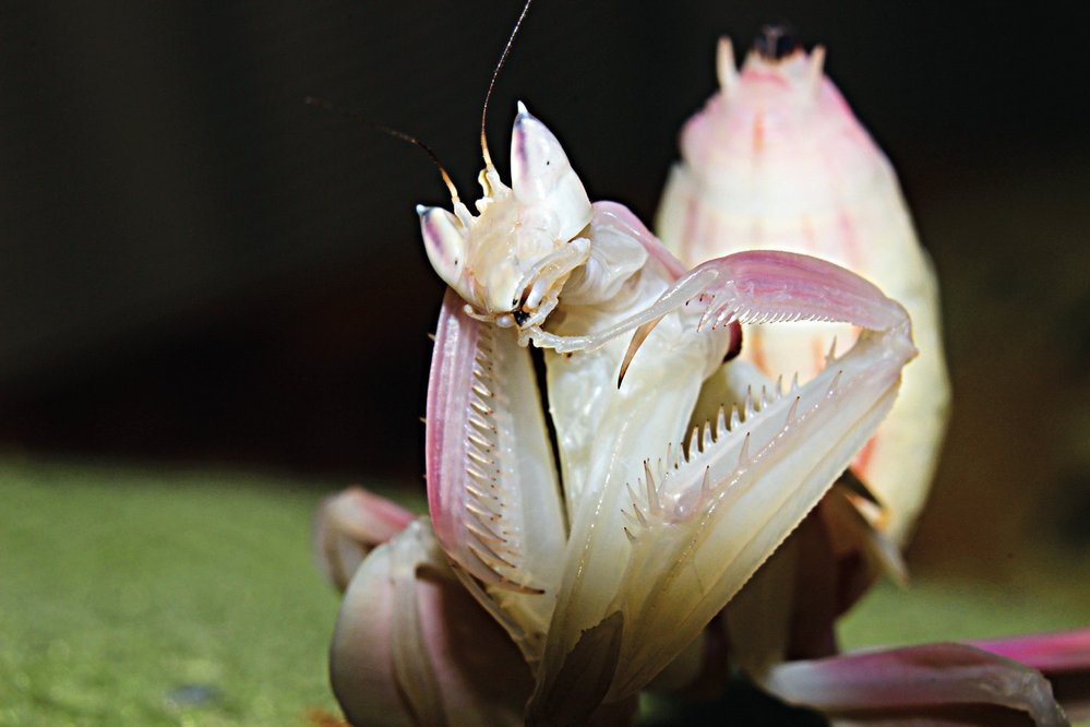 Kudlanka korunková (Hymenopus coronatus) je jedním z nejvíce ceněných druhů na trhu