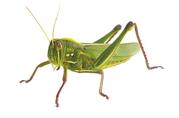 Rovnokřídlý hmyz, jako jsou kobylky, 3 sarančata a cvrčci, může být býložravý i dravý