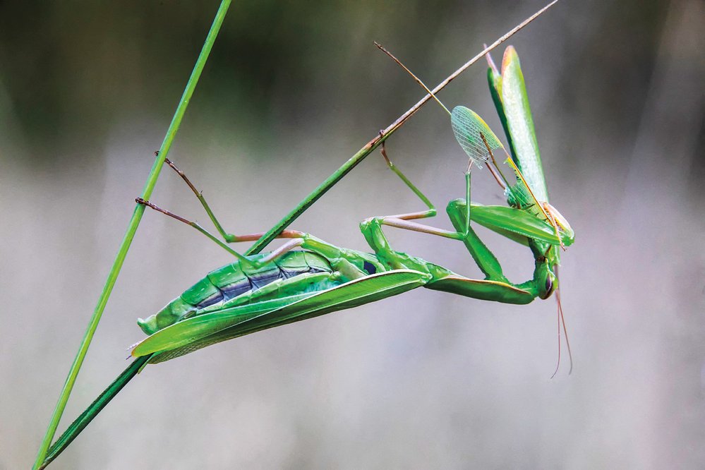 Zelená až hnědá kudlanka nábožná (Mantis religiosa) je jediný druh kudlanky, který žije i u nás