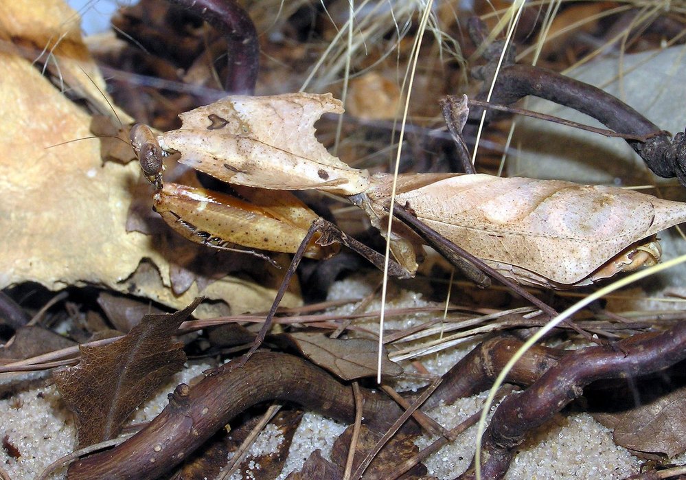 Kudlanka Deroplatys dessicata z ostrovů Jáva, Sumatra a Borneo dokonale napodobuje suchý list