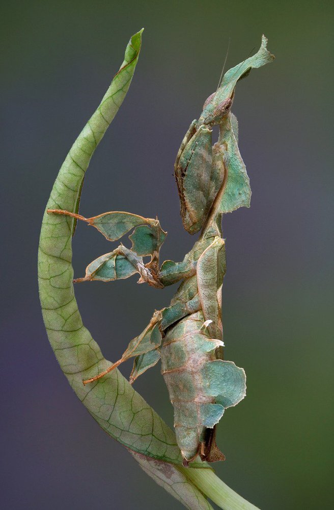 Východoafrická kudlanka Phyllocrania paradoxa