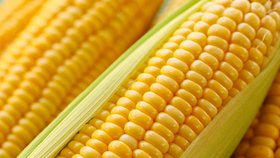 Kukuřice je jediná plodina, která může být v EU pěstovaná jako geneticky modifikovaná.