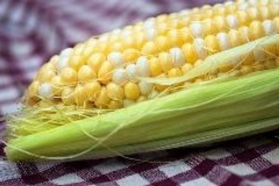 Kukuřice je jediná plodina, která může být v EU pěstovaná jako geneticky modifikovaná.