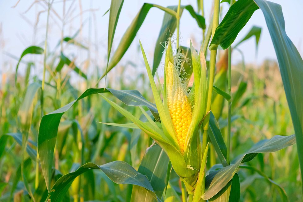 Kukuřice je jediná plodina, která může být v EU pěstovaná jako geneticky modifikovaná.