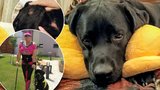Asistenční pes Kulíšek bojuje o život! Nakazilo ho klíště! Nemoc je přenosná na lidi