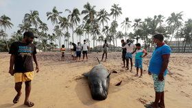 Zhruba stovka kulohlavců uvázla na pláži ve Srí Lance (3.11.2020).