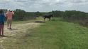 Souboj koně s aligátorem ve floridském parku