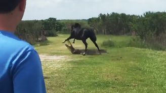 Neuvěřitelné video koně v souboji s aligátorem. To není film, ale realita na Floridě