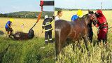 Kůň na Brněnsku uvízl v bahně: Hasiči ho museli vyprostit jeřábem