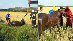 Kůň uvízl v blátě. Zvíře museli vyprostit hasiči pomocí jeřábu.