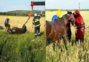 Kůň uvízl v blátě. Zvíře museli vyprostit hasiči pomocí jeřábu.