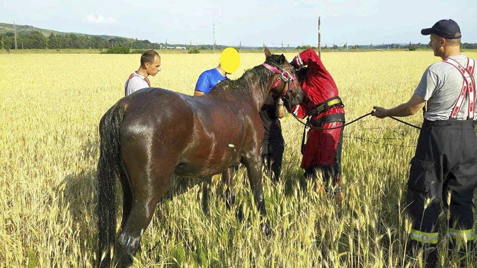 Kůň uvízl v bahně. Hasiči ho vyprostili pomocí jeřábu.